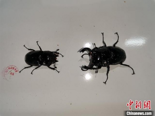 北京海关在邮政快件中连续截获活体甲虫4批次30只-1.jpg