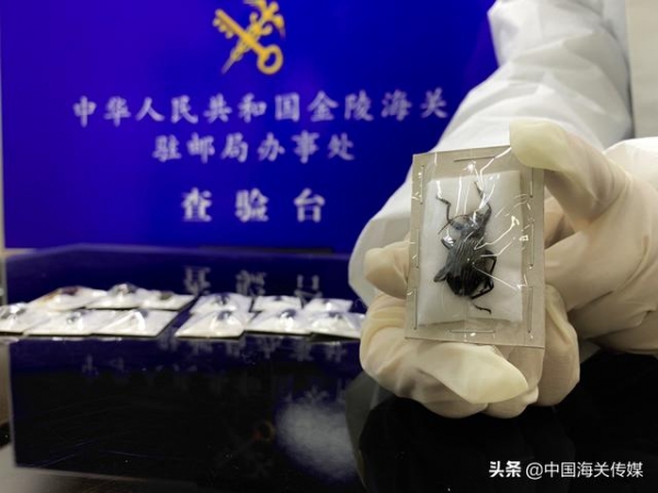 南京海关截获密封保存的66头昆虫标本-2.jpg