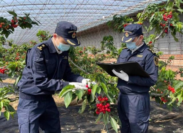 大连海关助力樱桃抢“鲜”东南亚-1.jpg