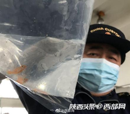 西安海关首次截获活体观赏鱼-1.jpg