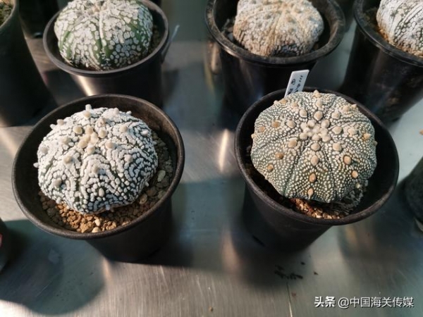 濒危仙人掌进境须“持证”-1.jpg