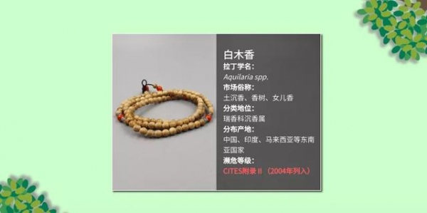 科普 | 与木相伴 取之有道-6.jpg