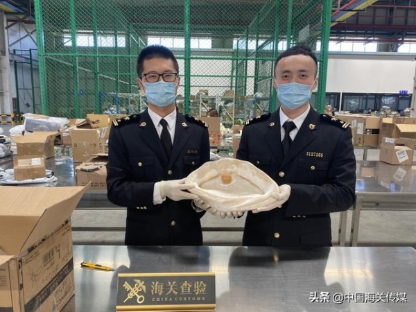 砗磲、大法螺等不是你想寄就能寄的-1.jpg