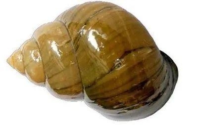 国门生物安全｜海关提醒：这种行为将入刑！-3.jpg