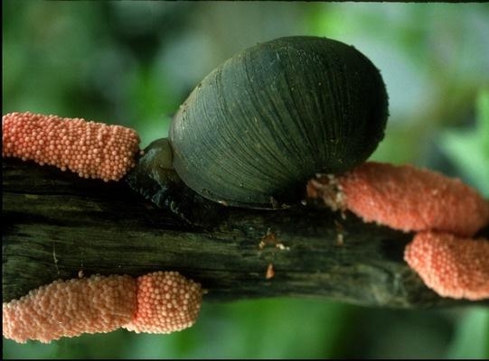 国门生物安全｜海关提醒：这种行为将入刑！-4.jpg