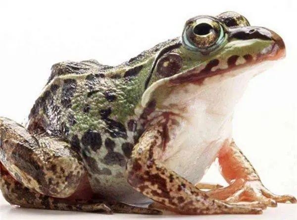 国门生物安全｜海关提醒：这种行为将入刑！-5.jpg