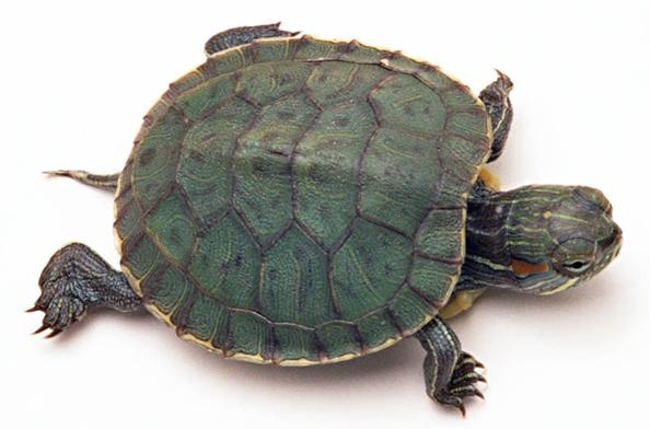 国门生物安全｜海关提醒：这种行为将入刑！-9.jpg