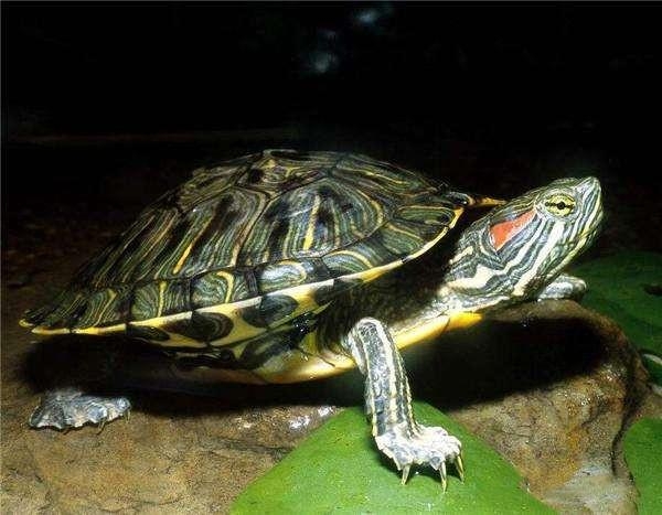 国门生物安全｜海关提醒：这种行为将入刑！-10.jpg