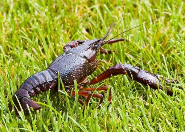 国门生物安全｜海关提醒：这种行为将入刑！-12.jpg