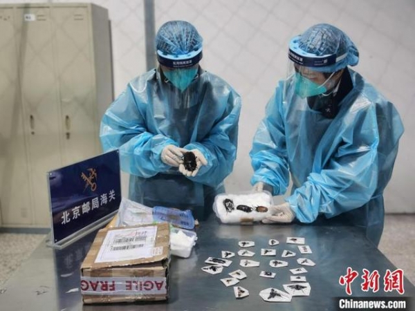 北京海关首次截获体型最大天牛标本-1.jpg