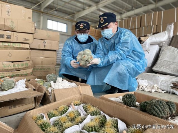 2592株濒危植物仙人球、仙人柱出口被查-1.jpg
