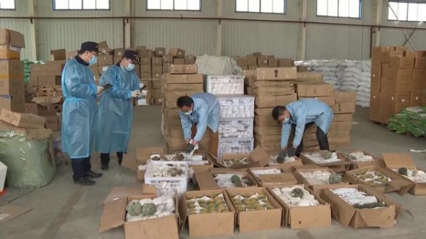 大单！友谊关海关查获一批濒危植物，数量达2592株-1.jpg