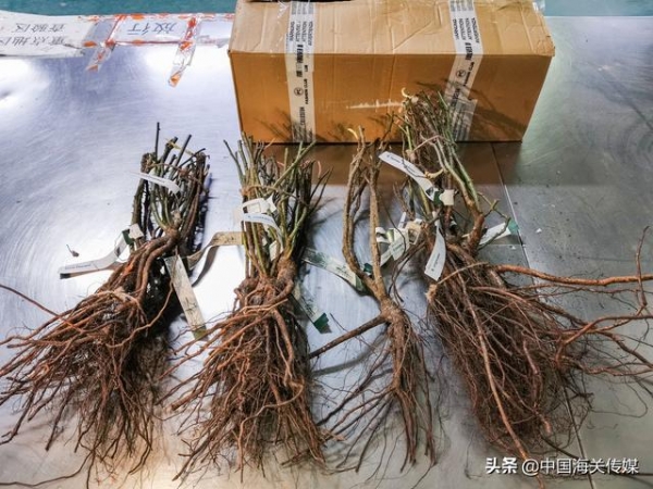 北京海关截获15株境外邮寄植物-1.jpg