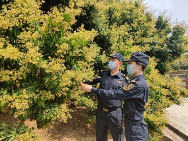 茂名：荔枝花开满枝头 海关服务提前到-1.jpg