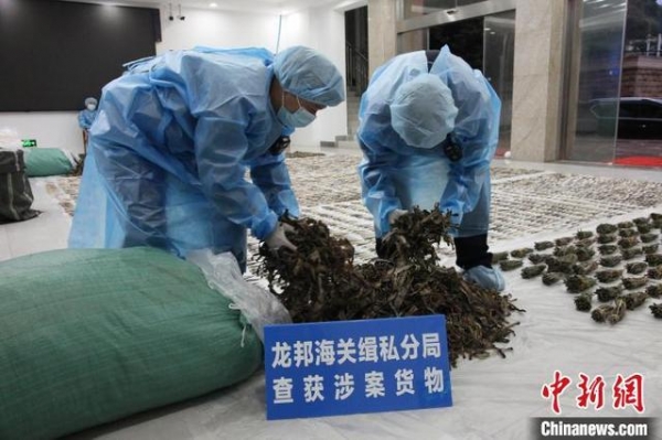 南宁海关查获涉嫌走私海马干7535尾-2.jpg