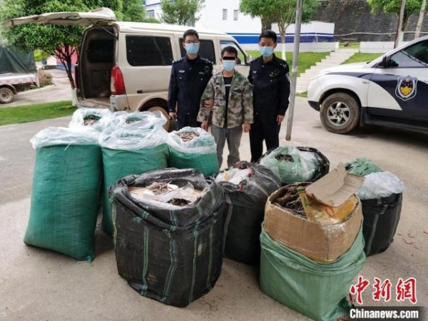 南宁海关查获涉嫌走私海马干7535尾-4.jpg