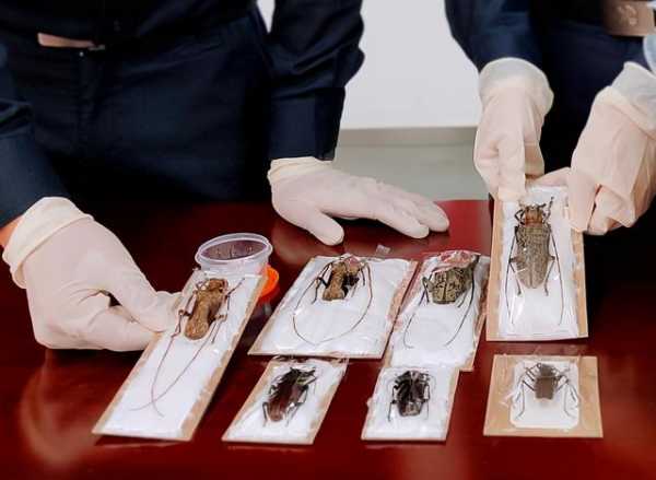 织密国门生物安全防护网，深圳海关截获有害生物531种16773次-1.jpg