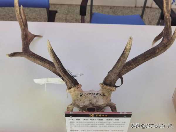 武汉海关开展“全民国家安全教育日”暨“海关口岸生物安全日”主题宣传活动-2.jpg