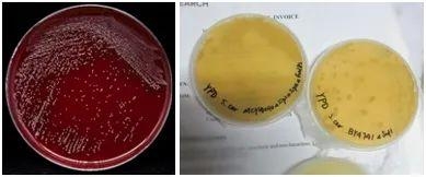 运输、寄递、携带出入境物品，你需要了解的生物安全法要求-4.jpg