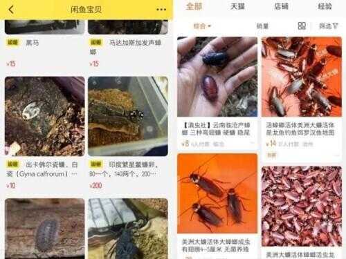 头皮发麻！上海海关截获，这种外来蟑螂竟被当成宠物？淘宝卖到100元一只-1.jpg