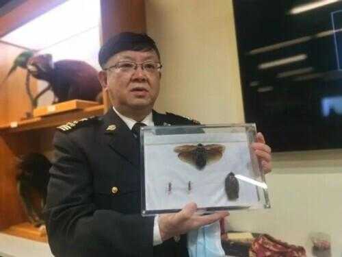 头皮发麻！上海海关截获，这种外来蟑螂竟被当成宠物？淘宝卖到100元一只-2.jpg
