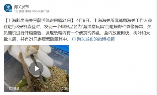 上海邮局海关查获活体寄居蟹21只-1.jpg
