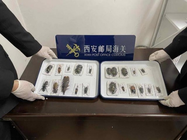 虫虫闯“关”失败！西安海关在入境邮包中查获昆虫标本21件-1.jpg