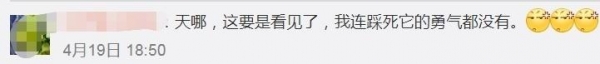 甲虫界坦克来袭！厦门海关首次查获5只活体长戟大兜虫「组图」-8.jpg