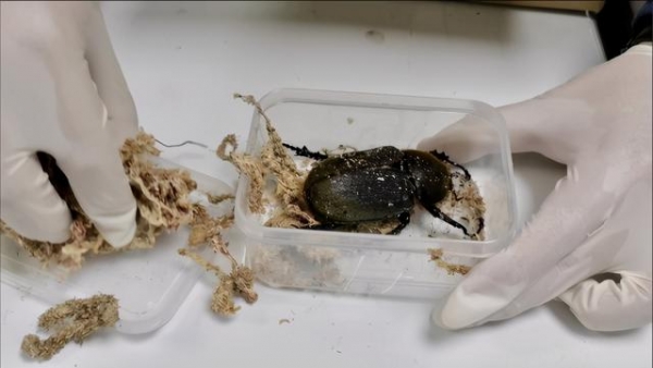 上海海关连续从进境邮件中查获活体甲虫-1.jpg