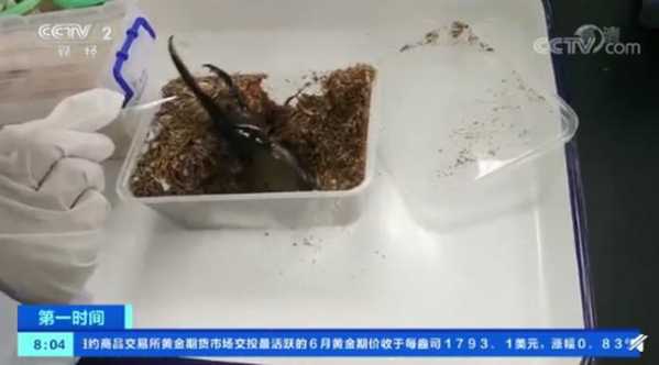 头皮发麻！海关截获5只活体海格力斯长戟大兜虫：系世界最大甲虫之一-1.jpg