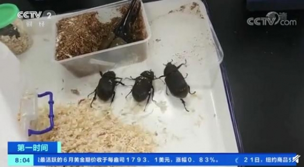 海关截获5只活体海格力斯长戟大兜虫，画面曝光，网友：鸡皮疙瘩掉一地-1.jpg