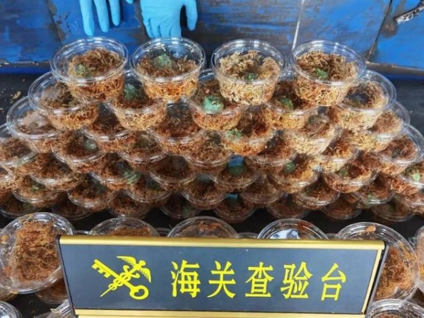 丑萌吗？禁止入境！杭州海关查获145只活体蛙类，证实为南美角蛙-2.jpg