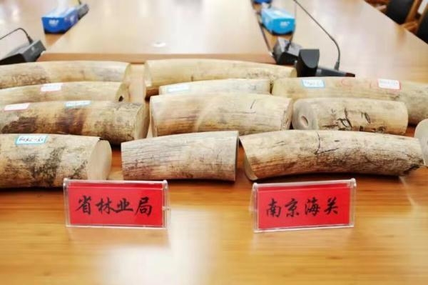 南京海关移交288公斤象牙及制品 大部分来自江苏最大走私象牙案-2.jpg