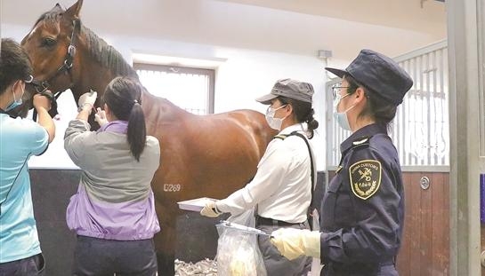 广州海关创新监管方式 力促湾区马产业加速跑-1.jpg