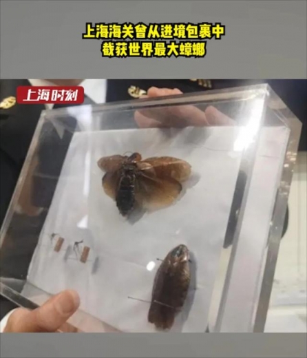 头皮发麻！蟑螂竟当成宠物网上售卖？上海海关截获的外来生物还不止这些-1.jpg