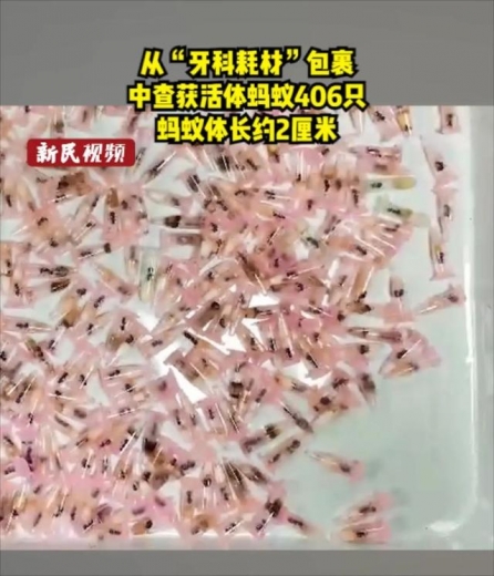 头皮发麻！蟑螂竟当成宠物网上售卖？上海海关截获的外来生物还不止这些-4.jpg