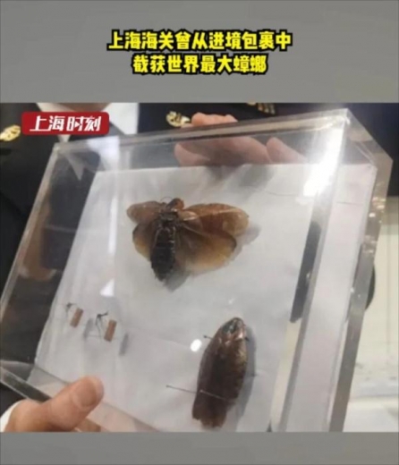 头皮发麻！蟑螂竟当成宠物网上售卖？上海海关截获的外来生物还不止这些-1.jpg