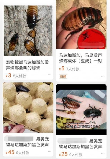 红火蚁、非洲蟑螂竟成宠物！海关截获-4.jpg