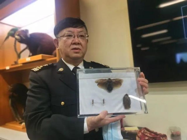 把蟑螂当宠物养，淘宝卖到100元一只！海关告诉你不可以-4.jpg