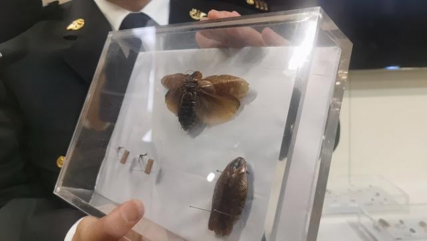 把蟑螂当宠物养，淘宝卖到100元一只！海关告诉你不可以-5.jpg