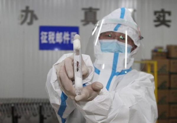 青岛海关查获38只世界上最危险的蚂蚁活体蚂蚁，海关还查到过什么-1.jpg