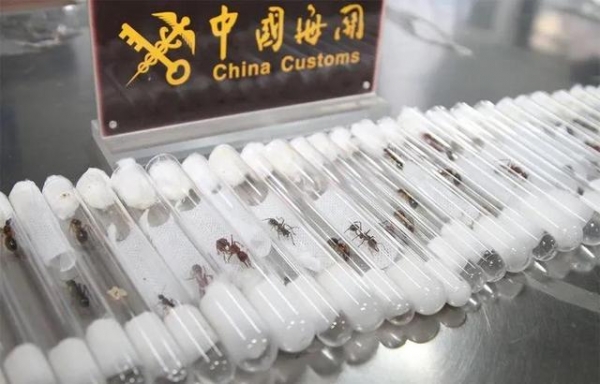 海关查获38只非法入境活体蚂蚁，部分为“世界上最危险的蚂蚁”-1.jpg