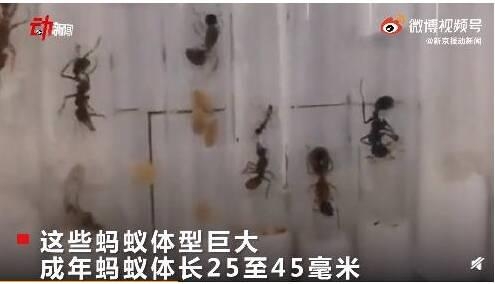 早安山东｜山东男篮昂首挺进半决赛；山东青岛邮局海关查获38只非法入境活体蚂蚁；2021年度票房突破200亿-2.jpg