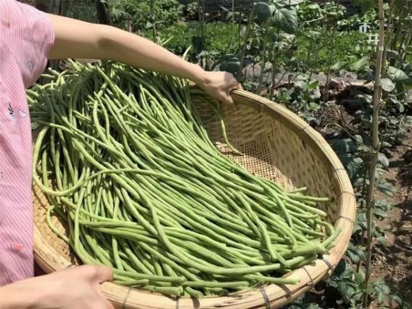 【进出口食品安全】关于进口老挝新鲜豆类检验检疫要求的问题解析-9.jpg