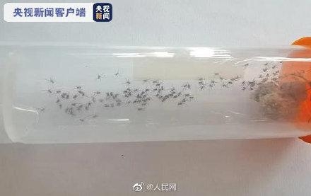 南通海关截获活体剧毒寡妇蛛及大量新鲜蜘蛛卵囊-4.jpg
