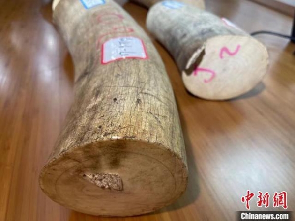 南京海关移交一批罚没濒危野生动植物及其制品-1.jpg
