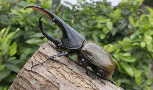 海关截获世界最长甲虫，力量奇大被称“大力神”，已成异宠界新宠-6.jpg