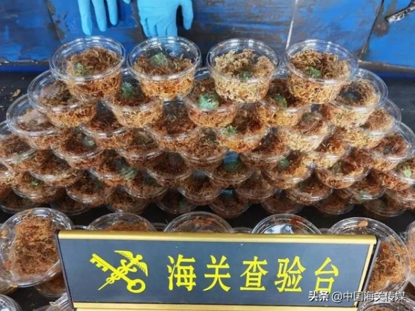 温州海关截获145只南美角蛙-2.jpg