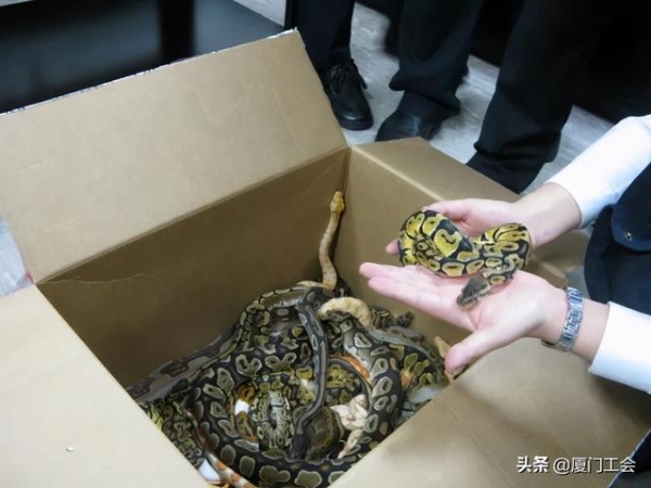 “硬核”！厦门机场海关的劳模精神是这样的-7.jpg