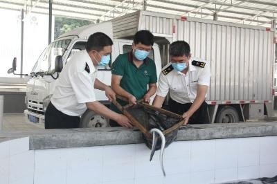 拱北海关助力斗门活鳗鱼首次出口-1.jpg